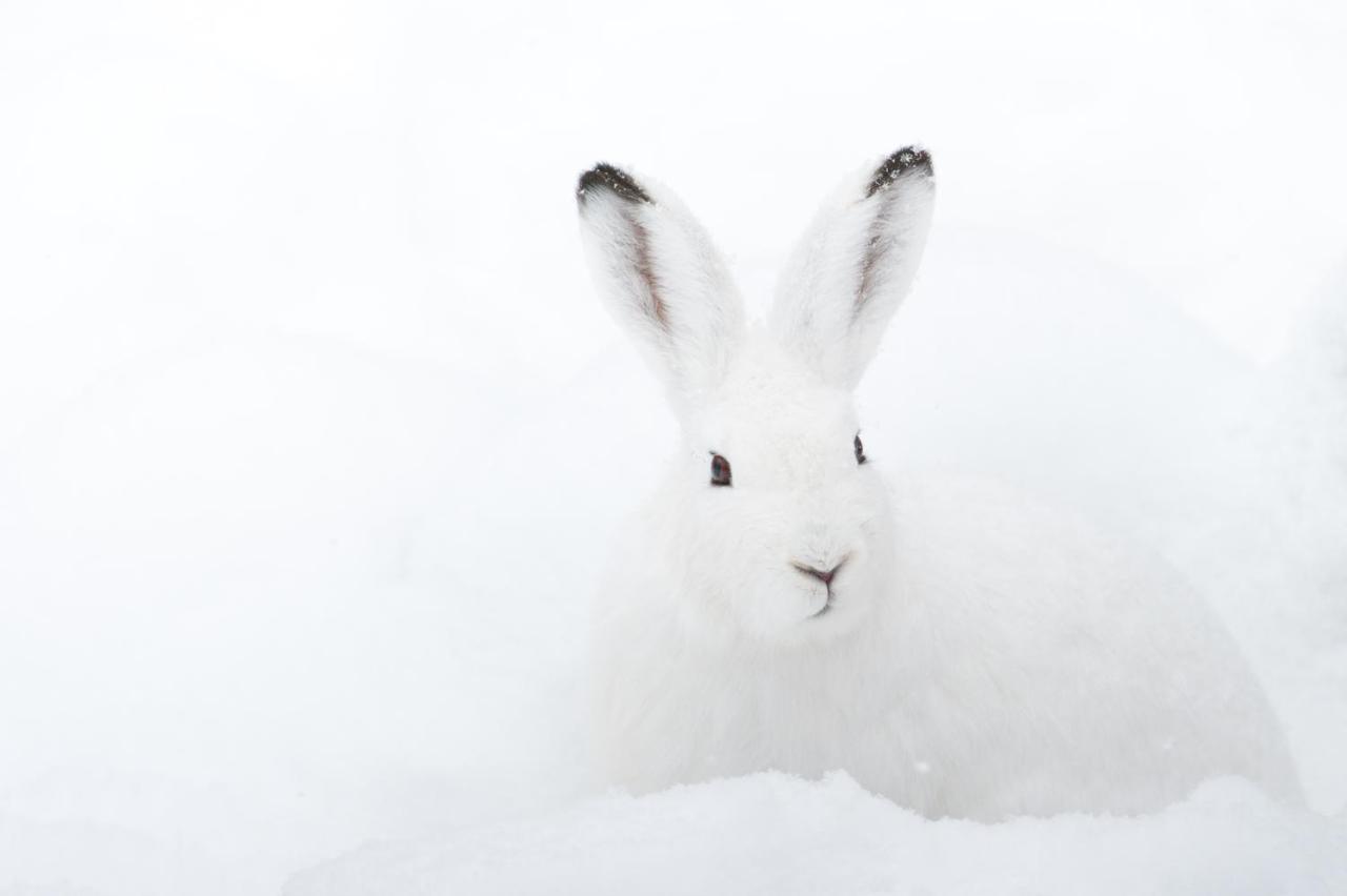 Chalet ?Snow Bunny? Stadl an der Mur ภายนอก รูปภาพ